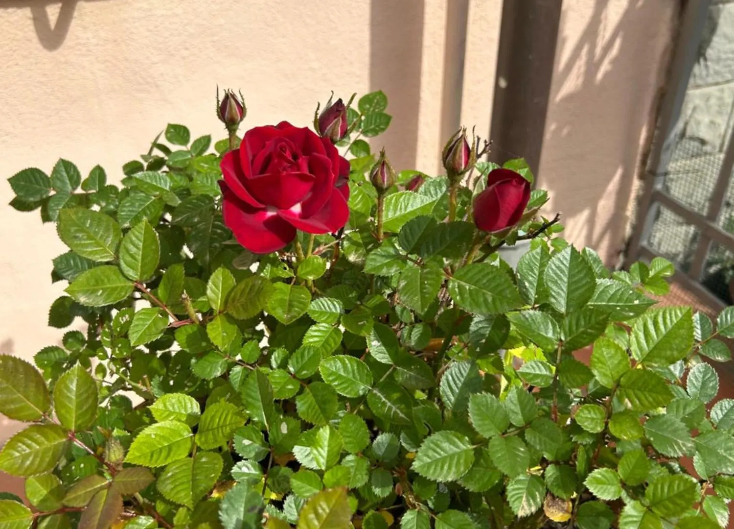 Hotel Relais Stella Signa